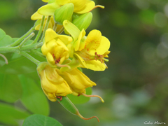 Libidibia ferrea ferrea