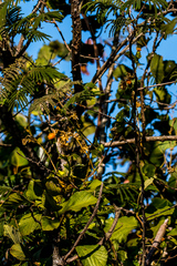 Senecio helminthioides