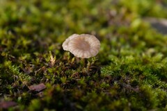 Arrhenia rickenii