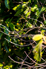 Senecio helminthioides