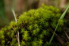 Syntrichia ruraliformis