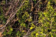 Senecio macroglossoides