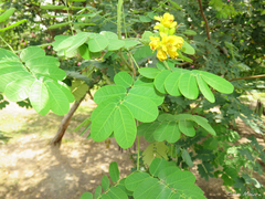 Libidibia ferrea ferrea