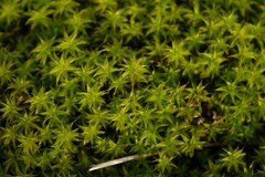 Syntrichia ruraliformis
