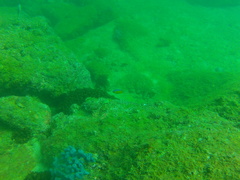 Stegastes flavilatus