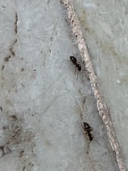 Nylanderia jaegerskioeldi