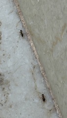 Nylanderia jaegerskioeldi