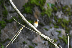 Ficedula mugimaki
