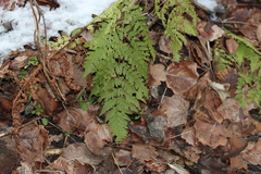 Dryopteris carthusiana