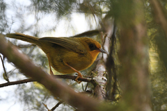 Cyanoderma chrysaeum