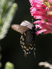 Battus philenor hirsuta