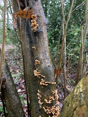 Stereum hirsutum