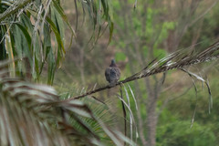 Patagioenas cayennensis