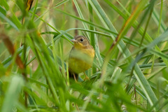 Geothlypis aequinoctialis