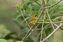 Geothlypis aequinoctialis