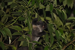 Arctogalidia trivirgata