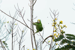 Amazona ochrocephala