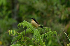 Donacobius atricapilla