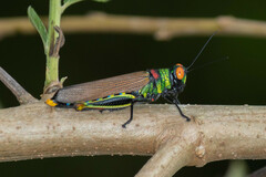 Coscineuta trochilus