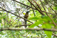 Momotus subrufescens
