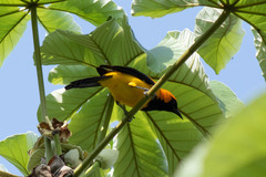 Icterus auricapillus