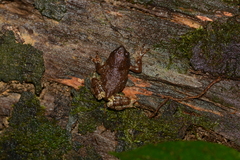 Metaphrynella pollicaris