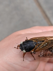 Magicicada septendecim