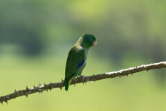 Forpus conspicillatus