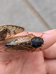 Magicicada septendecim