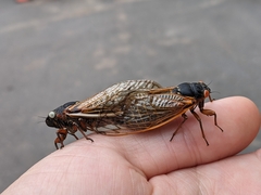 Magicicada septendecim