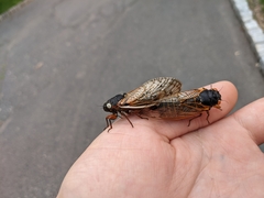 Magicicada septendecim