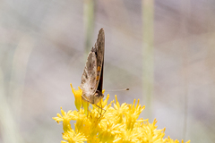 Junonia nigrosuffusa