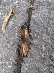 Magicicada septendecim