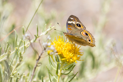 Junonia