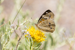 Junonia