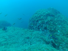 Thalassoma lucasanum