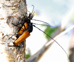 Tragidion coquus