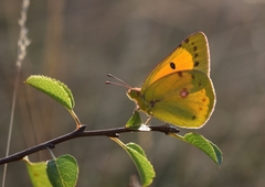 Colias chrysotheme