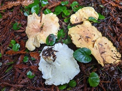 Albatrellus avellaneus