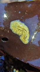 Polycladida