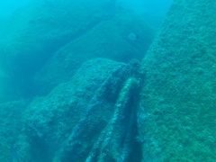 Haemulon maculicauda