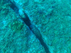 Cephalopholis panamensis