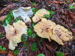 Albatrellus avellaneus