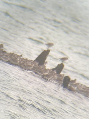 Calidris canutus