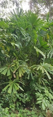 Licuala peltata