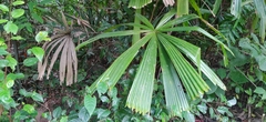 Licuala peltata