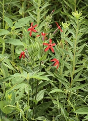 Silene regia