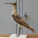 Eskimo Curlew - Photo (c) Cephas, some rights reserved (CC BY-SA)