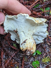 Albatrellus avellaneus