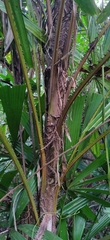 Licuala peltata